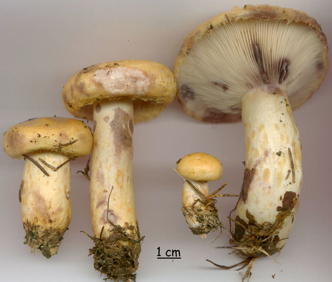 Lactarius repraesentaneus